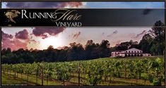 an image of a vineyard with the sun going down in the sky and clouds above it