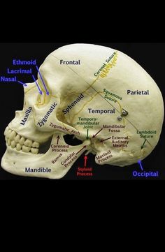 an image of a human skull with labels on it