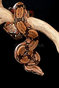 a brown and black snake is sitting on a tree branch with it's tail curled up