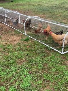 several chickens in a fenced off area