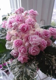 pink and white flowers sitting on top of a green leafy plant next to a window