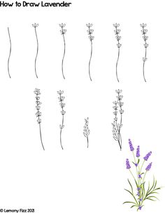 how to draw lavender flowers in stages and stages with the words, how to draw lavender