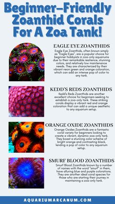 a poster with the words, beginner - friendly zoamid corals for a