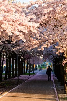 a person walking down a tree lined street with pink flowers on it's trees