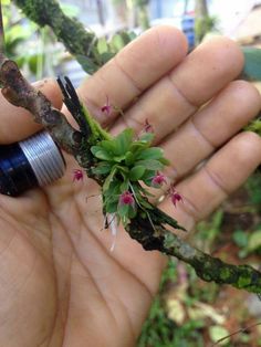 a hand holding a small branch with flowers on it and an insect in the background