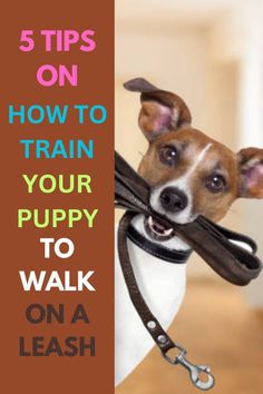 a dog with leashes in its mouth and the words 5 tips on how to train your puppy to walk on a leash