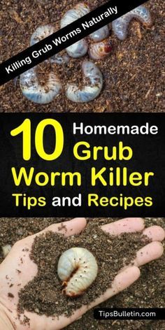 the top 10 homemade worm killer tips and recipes to help you get ridding worms