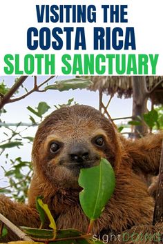 a sloth hanging from a tree with the caption visiting the costa rica sloth sanctuary