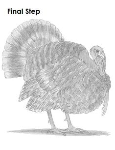 a drawing of a turkey with the words final step on it's front cover