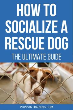 the ultimate guide to how to socialize a rescue dog