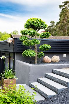 a small tree sitting in the middle of a garden next to some rocks and plants