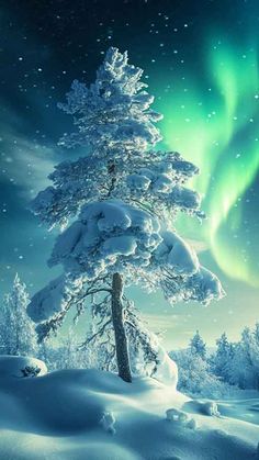 the aurora bore is shining brightly in the sky above snow covered trees and evergreens