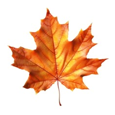 an orange maple leaf on a white background