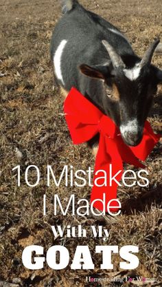 a goat with a red bow around its neck and the words 10 mistakes i made with my goats