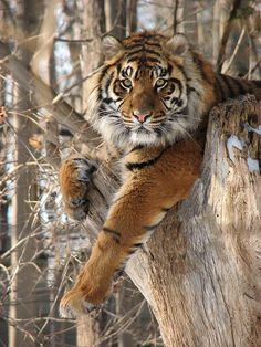 a tiger climbing up the side of a tree