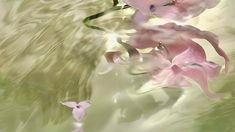 some pink flowers are floating in the water