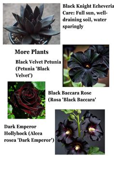 the different types of black flowers are shown in this graphic above it's description