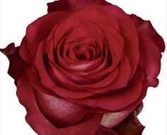 a single red rose on a white background