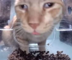 a cat is looking at the camera while eating some food