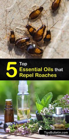 the top 5 essential oils that repel roaches