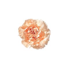 an orange carnation flower on a white background