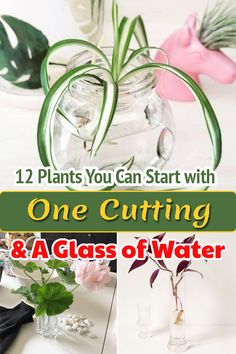 two vases with flowers in them and the words, 12 plants you can start with one cutting & a glass of water