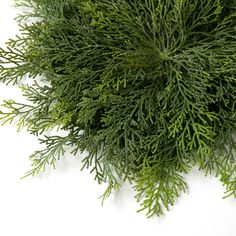 the top view of a green plant on a white surface