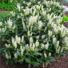 a bush with white flowers and green leaves in the middle of a garden area,