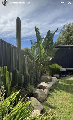 a cactus garden with rocks and plants in the foreground