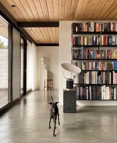 a dog running in front of a bookshelf filled with lots of bookcases