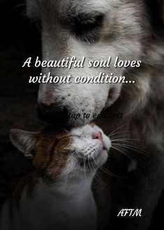 a dog and cat with the caption, a beautiful soul loves without condition love to each other