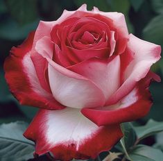 a red and white rose with green leaves