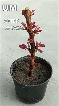 How to grow bougainvillea from cutting | Cutting plant growing Propagating Bougainvillea, Planting Vines, Rose Plant Care, Orchid Plant Care