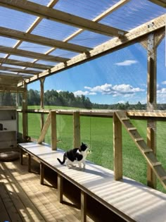 a black and white cat standing on top of a wooden bench next to a green field