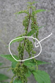 a close up of a green plant with white wire attached to it's stems