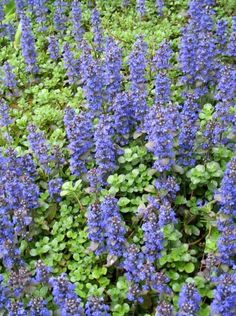 blue flowers are growing in the grass