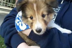 a small brown and white dog is being held by someone in a blue shirt with a bandanna around its neck