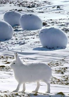 an animal that is standing in the snow