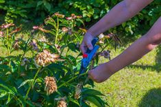 someone is trimming the flowers on a plant in their yard with blue gardening shears