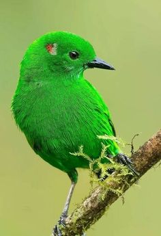 a green bird sitting on top of a tree branch