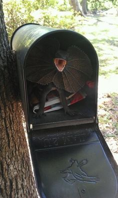 a mailbox with an umbrella on it next to a tree