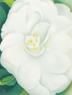 a white flower with green leaves on it