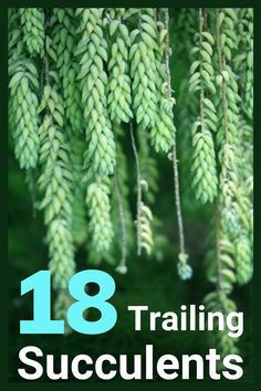 A list of 18 trailing and hanging succulents Climbing Succulent Plants, Succulent Varieties, Hanging Cactus, Patio With Hanging Plants, Beautiful Hanging Plants, Hanging Cactus Plants Outdoor, Succulent Containers, Hanging Plants Outdoor Patio, Hanging Garden Outdoor