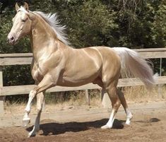 a horse is trotting in an enclosed area