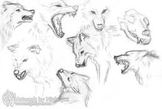 some drawings of wolfs with their mouths open