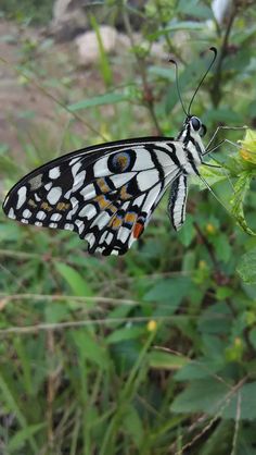 a black and white butterfly sitting on top of a green plant