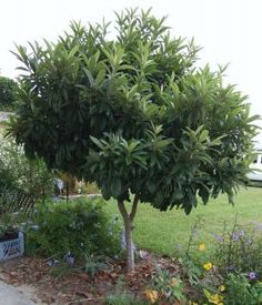 a small tree in the middle of a yard