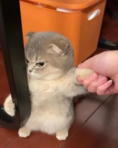 a small kitten is playing with someone's hand on the floor next to an orange trash can