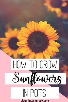 sunflowers with the words how to grow sunflowers in pots