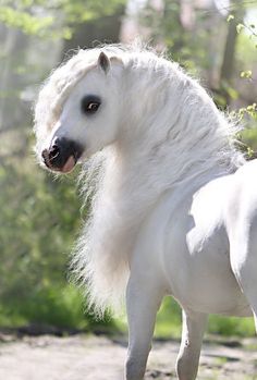 a white horse standing on top of a dirt road next to green grass and trees